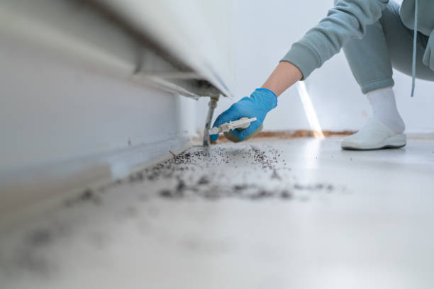 Best Wasp Removal Services  in Big Sky, MT